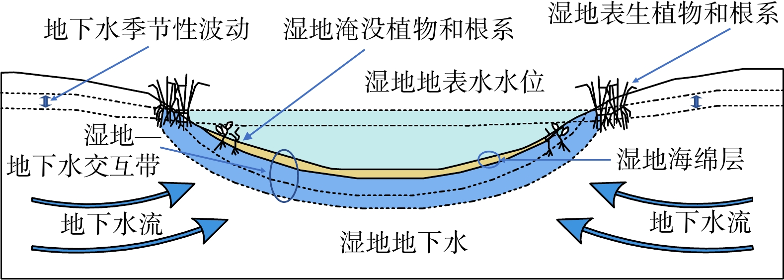 湿地地表水与地下水相互作用地点及湿地海绵层位置[4]