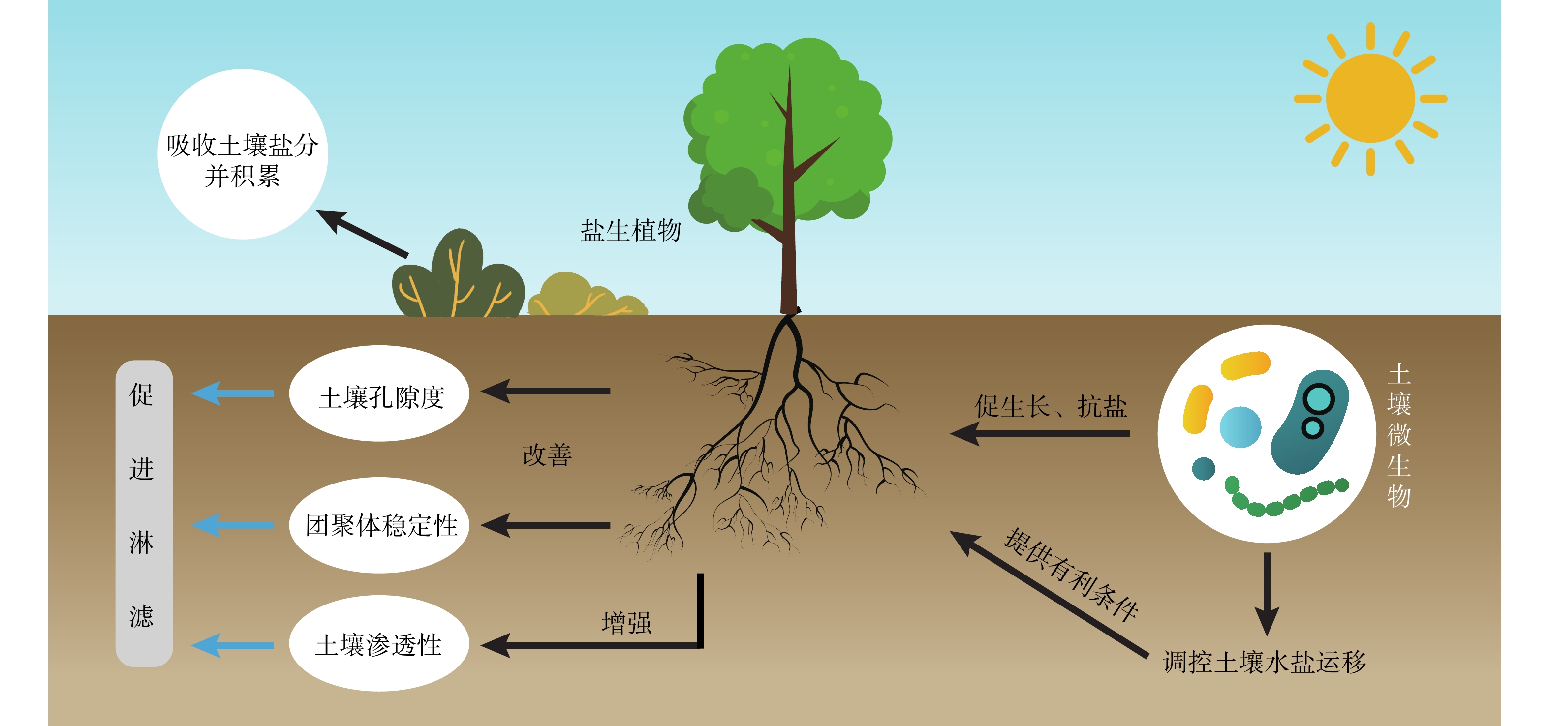 我国滨海盐碱地改良技术综述及案例研究